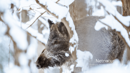 Vildsvinet – uønsket i al fremtid?