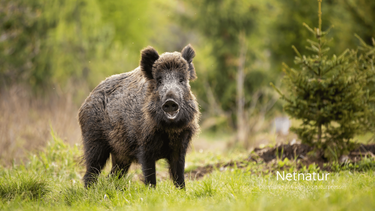 Afstanden er kort, naturen stor, og muligheder for at jage vildsvin,  elg,  skovfugl og råbukke i størrelse extra stor har gjort Sverige til danskernes jagtparadis