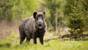 Derfor er Sverige blevet danskernes jagtparadis Afstanden er kort, naturen stor, og muligheder for at jage vildsvin, elg, skovfugl og råbukke i størrelse extra stor har gjort Sverige til danskernes jagtparadis