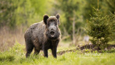 Derfor er Sverige blevet danskernes jagtparadis Afstanden er kort, naturen stor, og muligheder for at jage vildsvin, elg, skovfugl og råbukke i størrelse extra stor har gjort Sverige til danskernes jagtparadis