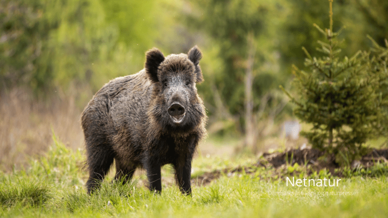 Afstanden er kort, naturen stor, og muligheder for at jage vildsvin,  elg,  skovfugl og råbukke i størrelse extra stor har gjort Sverige til danskernes jagtparadis