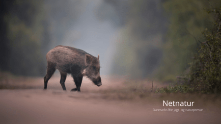 Afrikansk Svinepest eskalerer fortsat i Hessen