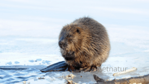 Bæveren – en succes efter 1.000 års fravær Bæveren - en succes efter 1.000 års fravær