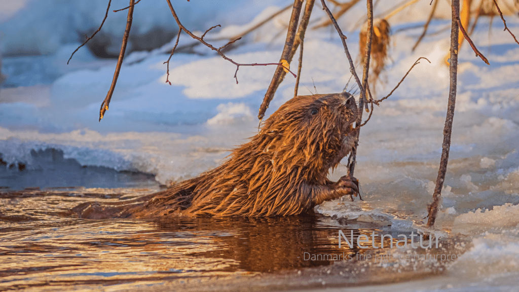 Bæver: Hvor mange er der?
