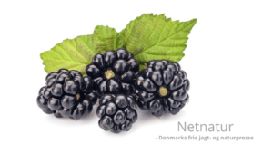 Kend dine vildtplanter: Brombær Kend dine vildtplanter: Brombær