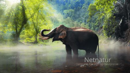 Farligt at være elefant i Sri Lanka