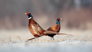 Miljøministeriets svar til Henning Kørvel