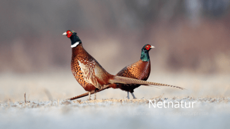 Miljøministeriets svar til Henning Kørvel