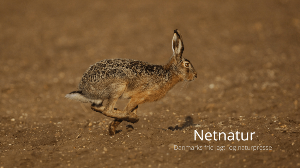 Opskrift på hare