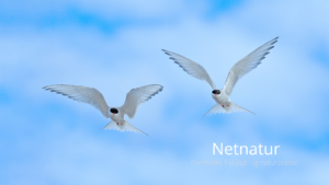 Havternen – den langtflyvende styrtdykker