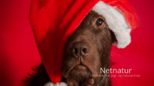 Jul, hund og og julemad