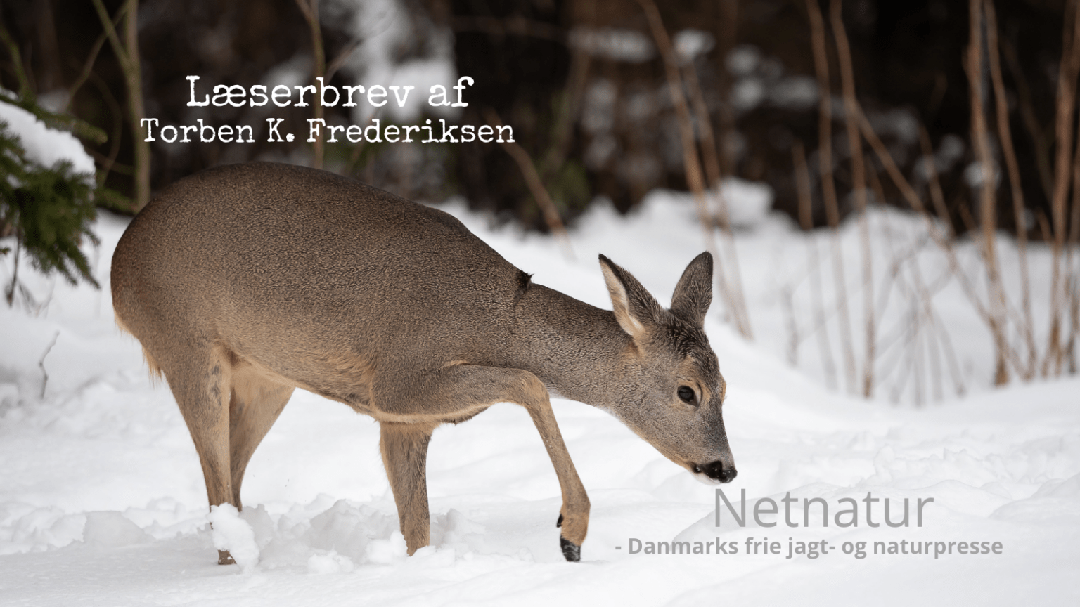 Læserbrev om Netnatur som interesseorganisation Bør netnatur.dk være en jagtforening eller en anden interesseorganisation ?