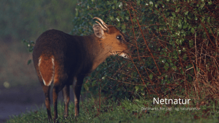 Muntjac: Er de her endnu?