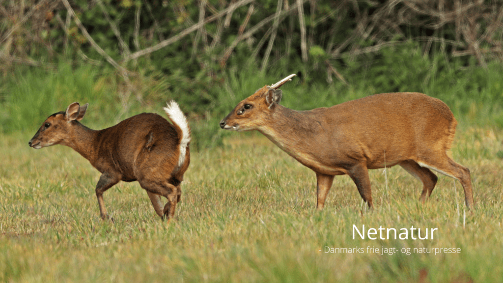 Muntjak eller muntjac - yngler de i Danmark