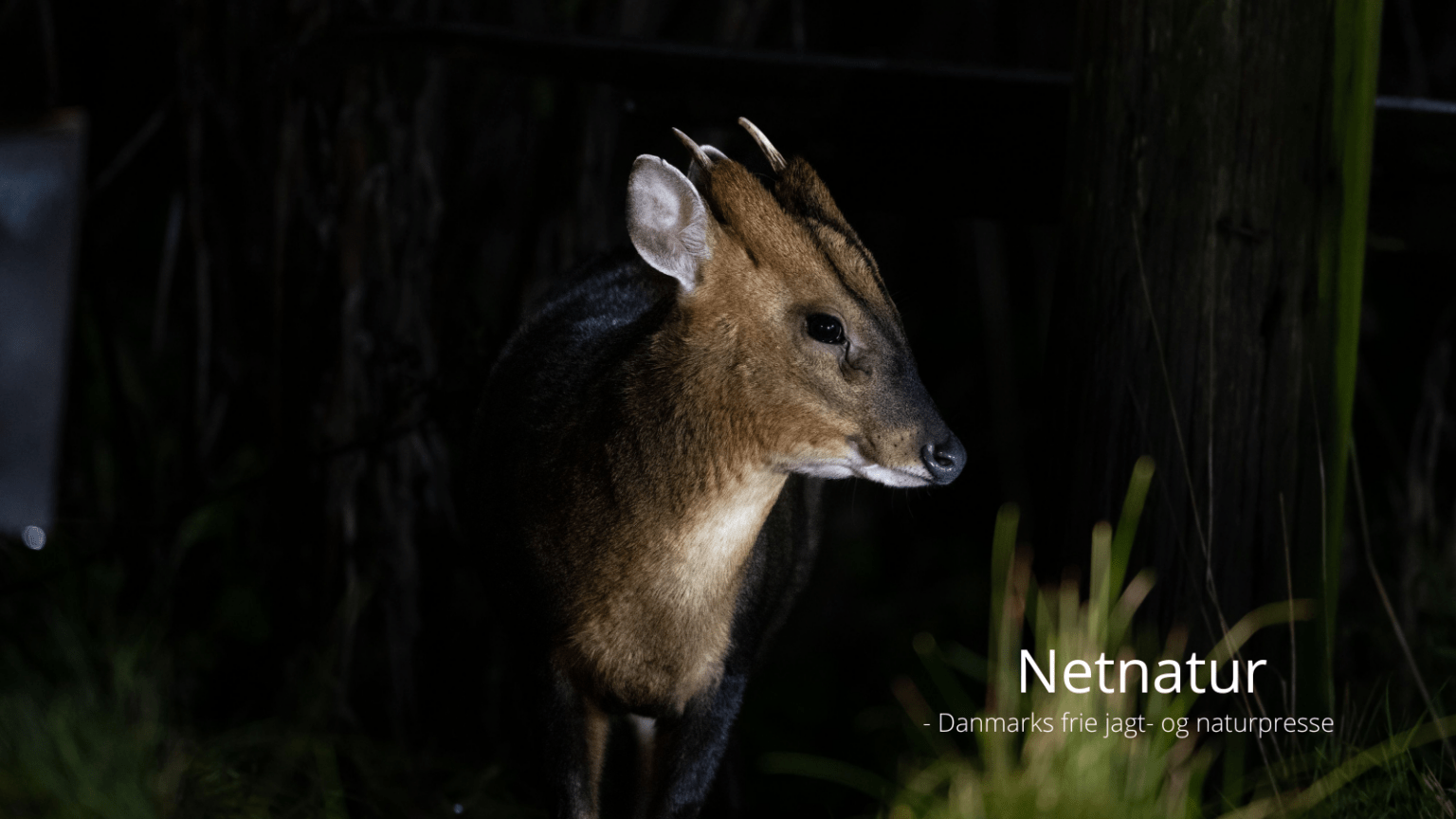 EU erklærer krig mod muntjac Muntjac: Er de her endnu?
