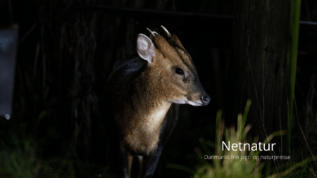 Muntjac: Er de her endnu?