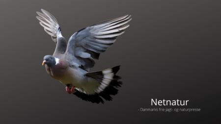 Reguleringsjagt i politisk søgelys