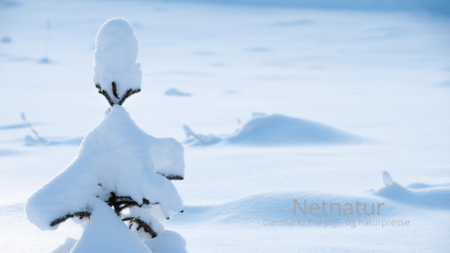 Rødgran - Picea abies