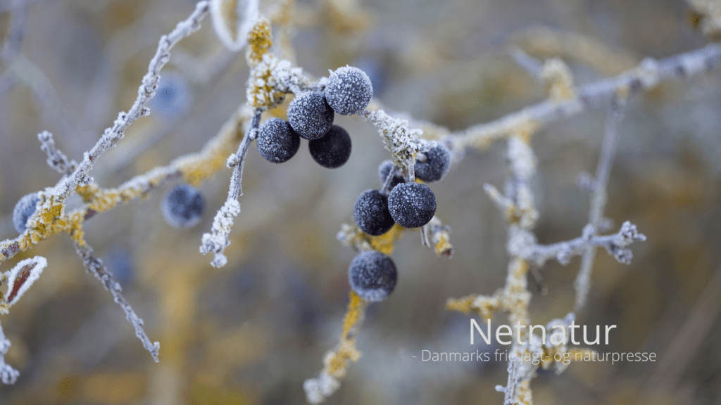 Kend dine vildtplanter: Slåen - både til fugle og til snaps