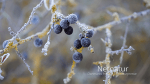 Kend dine vildtplanter: Slåen – både til fugle og til snaps Kend dine vildtplanter: Slåen - både til fugle og til snaps