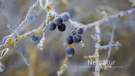 Kend dine vildtplanter: Slåen - både til fugle og til snaps
