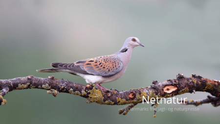 Adaptiv turtelduejagt en succes