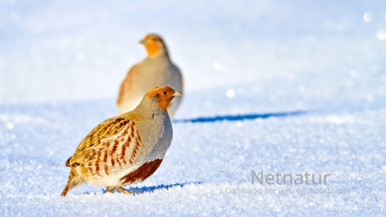 Hvordan klarer vildtet sig i vinterkulden?