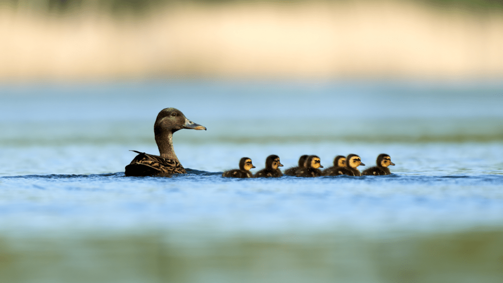 Vildtpleje: Giv andemor en hjælpende hånd