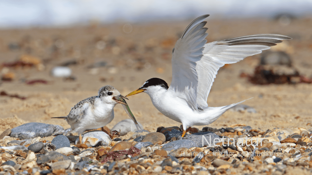 Dværgternen - verdens mindste terne