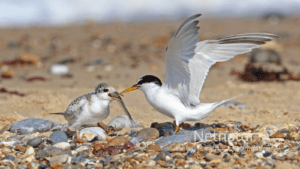 Dværgternen – verdens mindste terne Dværgternen - verdens mindste terne