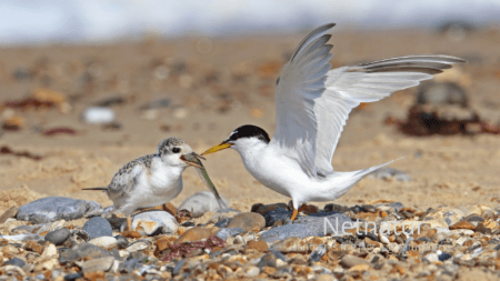 Dværgternen - verdens mindste terne