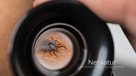 Nye og vinteraktive flåter