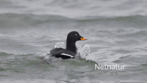 Fløjlsanden – en vintergæst fra nord Fløjlsanden - en vintergæst fra nord