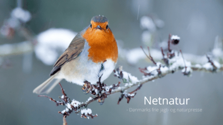 Frostgraderens indtog sender sæsonen for fodring på vingerne