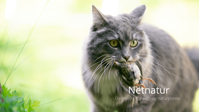 Hvad siger loven om katte