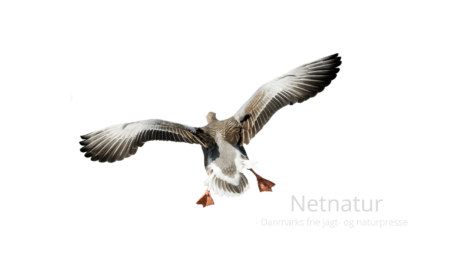 Grågås: Bestand i negativ udvikling