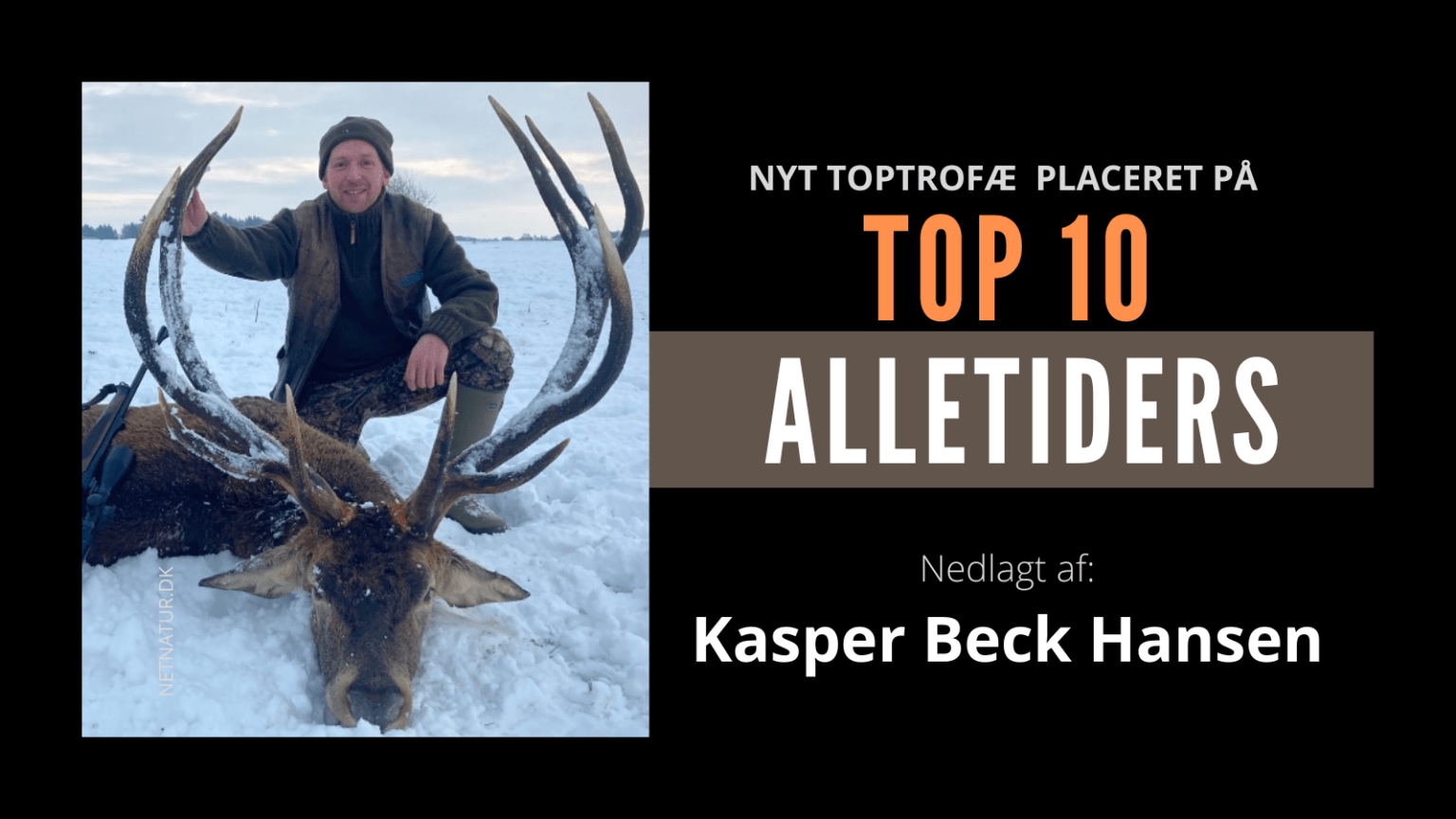Guldhjort i sne: Optaget på Top-10 Alletiders