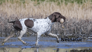 Hund: De mest populære navne