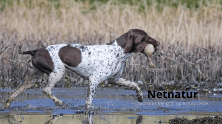 Hund: De mest populære navne
