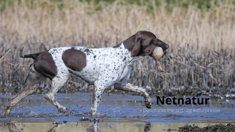 Hund: De mest populære navne