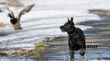 Viden om: Med hunden i naturen