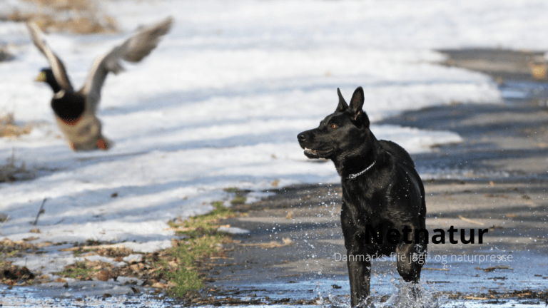 Viden om: Med hunden i naturen