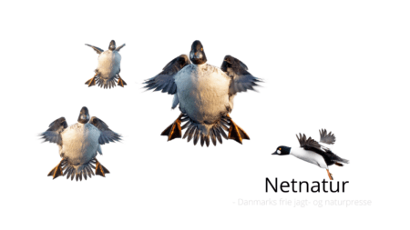 Isjagt: Miljøstyrelsen løfter pegefingeren