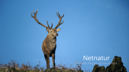 Dansk Land- og Strandjagt (DLS), som er Danmarks ældste jagtforening, har fået ny formad