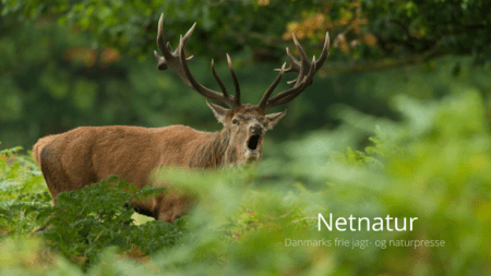 Jægersborg Dyrehave udvides