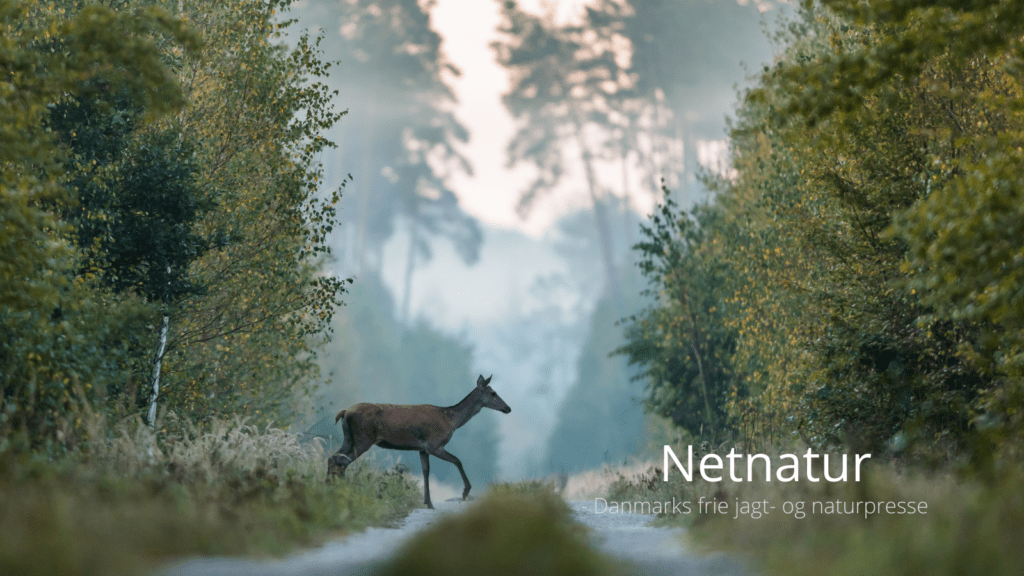 Er jægerforbundet ved at blive en ”gøgeunge”?