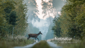 Er jægerforbundet ved at blive en ”gøgeunge”?