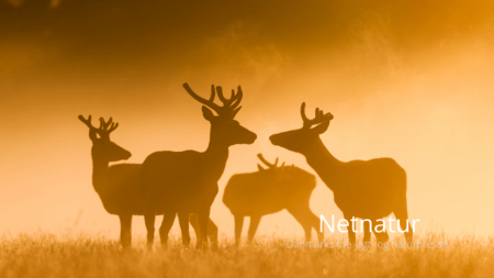 Er samforvaltning et brugbart redskab? Er samforvaltning et brugbart redskab?