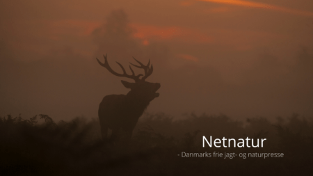 Menneskestemmer frygtes mere end riffelskud og ulvehyl