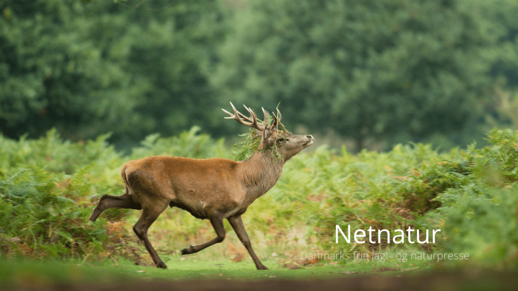 Hvornår skydes kronhjorten?